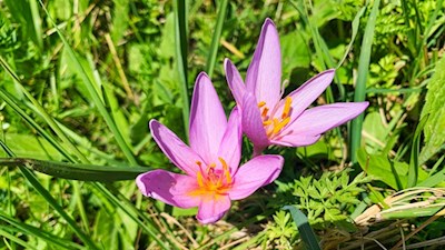 Auch die zarte Herbstzeitlose gedeiht in den Gadertaler Wiesen