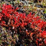 Die sommergrüne Alpine Bärentraube