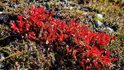 Die sommergrüne Alpine Bärentraube