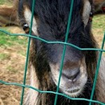 Goat of Ciavaz moutain hut
