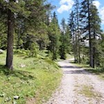 Die Wanderung zur Stolla Alm führt durch schöne Waldstücke