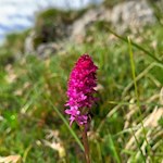 Knabenkraut unterhalb des Para dai Giai