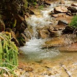 Hinter einem kleinen Bächlein geht die Wanderung in einen breiten Forstweg über