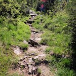 Der schmale Waldpfad führt im steten Anstieg in Richtung Gewingesalm