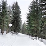 Der Rückweg von der Ochsenalm erfolgt auf dem Hinweg