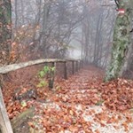 Abstieg vom Weiler Buchwald