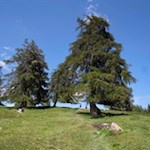 "Nichts ist für mich mehr Abbild der Welt und des Lebens als der Baum." (Ch. Morgenstern)