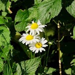 Zarte Blumen säumen den Weg