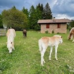 Haflinger auf dem Salten