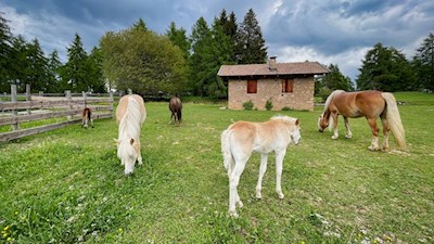 Haflinger auf dem Salten