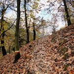 Durch das raschelnde Herbstlaub zum Biotop Laugen