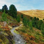 Durch die herbstlich geprägte Almlandschaft