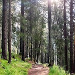 Die Wanderung zur Puntleider Seealm führt durch den Wald