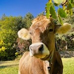 Auch die Kühe genießen das linde Rittner Herbstwetter