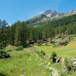Der Weg Nr. 10 fällt sanft durch Wiesen und Haine in Richtung Rein in Taufers ab