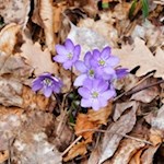 Zarte Leberblümchen säumen unseren Weg