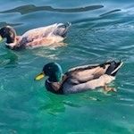 Enten im Kalterer See