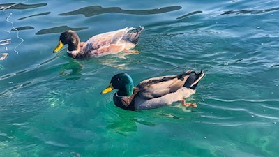 Enten im Kalterer See