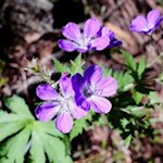 Storchenschnabel am Wegesrand