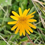 Waldblumen säumen den Weg