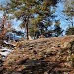 Auf dem stein- und wurzelbeschlagenen Weg Nr. 6 nach Karnol