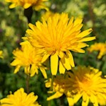 „Alles Große und Edle ist einfacher Art.“ (William Blake)