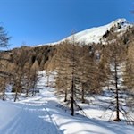 Durch den lichten Lärchenwald zur Schönbergalm