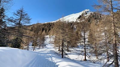 Durch den lichten Lärchenwald zur Schönbergalm