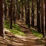 Durch einen dichten Wald um den Pflaurenzer Kopf