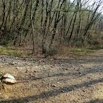 The left fork leads to the petroglyphs at Crero