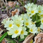 Zarte Himmelschlüssel bei Siffian