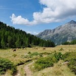Die malerische Hochebene der Gelttalalm