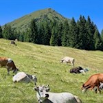 Weidekühe vor der Kulisse des Kornigl