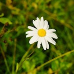 Auch die Margerite gedeiht in den sanften Almwiesen