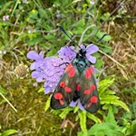 Widderchen auf dem Weg nach St. Apollonia