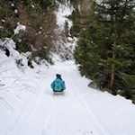 Mit der Rodel durch den verschneiten Nadelwald