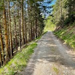 Sanft steigt der Wanderweg zur Hofstatt Alm an