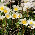 Unsere Wanderung wird von zarten Bergblumen umsäumt