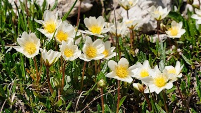 Unsere Wanderung wird von zarten Bergblumen umsäumt