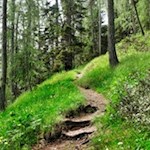 Im steten Anstieg durch den Wald