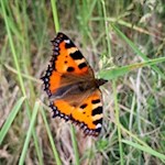 Schmetterling in den Wiesen bei Thuins