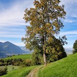 Der Rückweg führt durch verträumte Wiesen