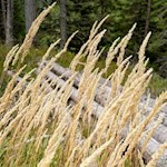 Herbstfarben nahe dem Häusler Sam