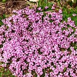 Stängelloses Leimkraut