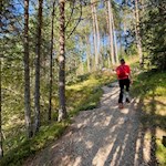 Die Wanderung zum Hofer Alpl führt im steten Anstieg durch den Wald