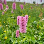 Auch der Schlangenknöterich bringt die Seiser Alm zum Leuchten