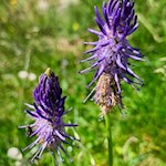 Schwarze Teufelskralle auf dem Weg zur Bergalm