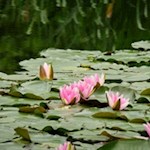 Seerosen im Teich neben dem Parkplatz