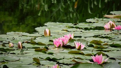 Seerosen im Teich neben dem Parkplatz