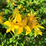 Johanniskraut am Wegesrand